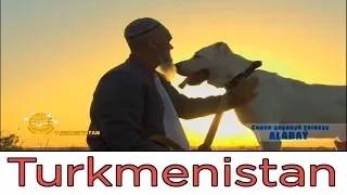Один день с туркменским чабаном и его помощником / One day with Turkmen shepherd and his helper