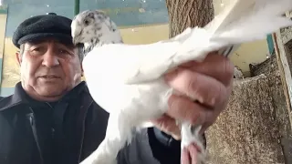 Бухарские Голуби,Ака Расул,(Сарсион)Bukhara Pigeons,Tauben Pigeons!!!