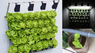Super Fast Vegetable Growing, High Yielding Wall Mounted Lettuce Growing