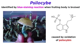 Agaricales Part 2: Inocybeaceae, Strophariaceae, and Hymenogastraceae (Galerina and Psilocybe)