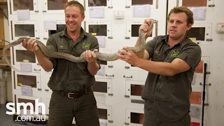 Gigantor: Is this Australia's largest brown snake?