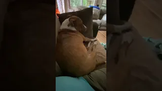 Cute dog sleeping so nice and funny and making funny noises, watch till end
