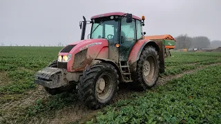 Přihnojování řepky 2024 | 2x Zetor Forterra | Amazone ZA-V 1700 | Merlo Turbo Farmer | Real Agro