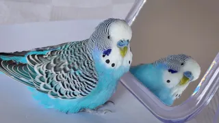 Budgie sounds for lonely Budgies at home