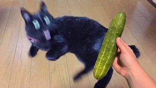 猫 VS きゅうり-かわいい猫おもしろい猫【海外猫動画集】Cat VS Cucumber - Cute and Funny Cat MEMES【No.12】
