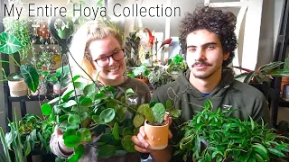 My Entire Common & Rare Hoya Collection! Hoya YOU should know about!