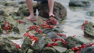 Destination Australia - Curious Crustaceans of Christmas Island