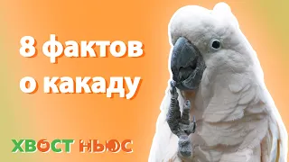 8 интересных фактов про какаду