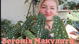 Бегонія Макулата 🪴 обрізаю та укорінюю 🪴💚begonia Maculata 🪴 cut and rooted 🪴💚