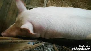 Сколько весит свинья?
