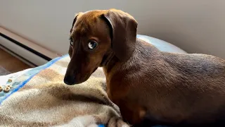 Mini dachshund forever side eyeing 👀