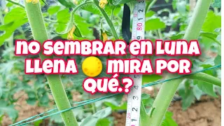 porque no debo sembrar TÓMATE en luna llena 🌕mira porque 🌱😱🍅