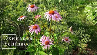 Эхинацея / Echinacea