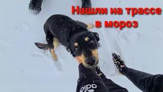 На снежной трассе  кто то выкинул  на смерть пса😱! Валеру провожаем в Москву!