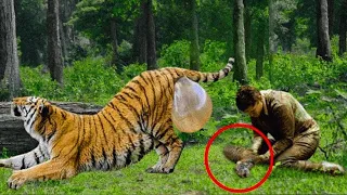 He Found A Fainted Pregnant Tigress In The Forest, Then He Decided To Do The Unbelievable...