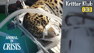 How To Tranquilize A Jaguar For A Check-up! l Animal in Crisis Ep 374