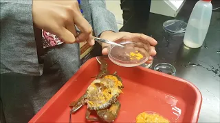 Mud Crab Breeding IVF