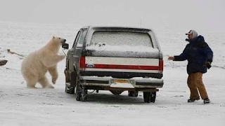 Нападение белых медведей на людей / Белый медведь воспринимает человека  как добычу