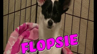 Flopsie's Puppy Cam Timelapse
