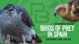 Birds of Prey in Spain (Photography Vlog Episode #1)