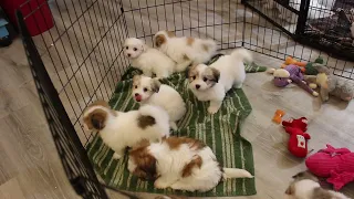 Coton de Tulear Puppies For Sale - Kaley - 11/28/23