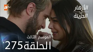 مسلسل الأزهار الحزينة | الحلقة 275 - الموسم الثالث