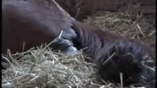 Centaur.am_birth of a foal