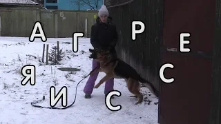 Агрессия к соседской собаке, немецкая овчарка, коррекция поведения
