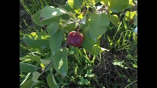 яблоня Коваленковское. Сладкое, красивое и крупное.