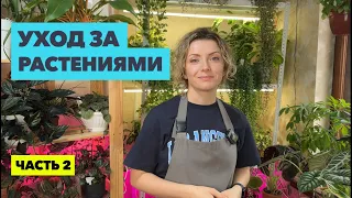 Мой еженедельный уход за комнатными растениями (2 часть)