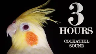 Cockatiel noises for your cockatiels