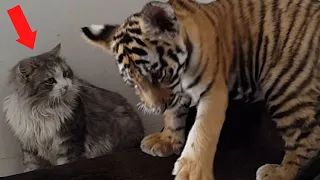 This mother cat adopted a tiger cub, years later an UNEXPECTED thing happened!