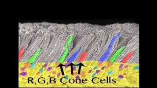 The Human Eye - Rods & Cone Cells