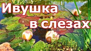 💦💦💦💘🎸 "ИВУШКА В СЛЕЗАХ "("Willow in tears") или " ВЕТЕР ПОЛЕВОЙ ", шансон, исп.Л.Скат