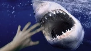 Man Fights off BIG SHARK - Real or fake?