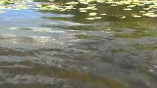 How To Fish Lake Nockamixon