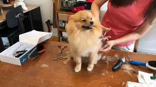 grooming dog at home | how to groom your pomeranian dog