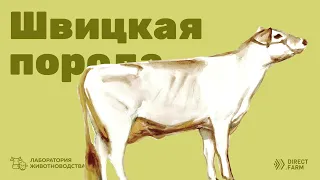 Швицкая мясо-молочная порода коров