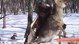 Eagle Attacking Deer Caught on Camera