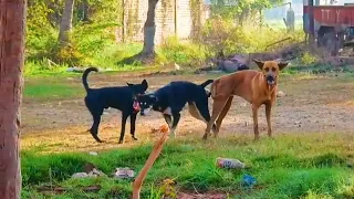 Amazing speed new Dog meeting