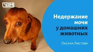 Недержание мочи у домашних животных.