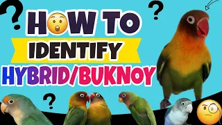 HOW TO IDENTIFY HYBRID LOVEBIRD - Paano Malaman Kung Buknoy o Hybrid Ang Love Bird