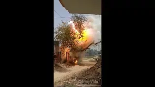 Tree touching high voltage wires electrocuted and burning