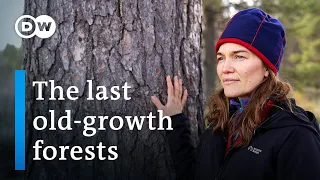 Can Lapland’s primeval forests be saved? | DW Documentary