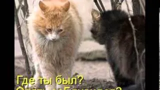 Котоматрица 4