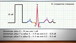 Фундаментальные знания об ЭКГ часть 5 (тайминги ЭКГ, амплитуда зубцов, разметка ЭКГ)