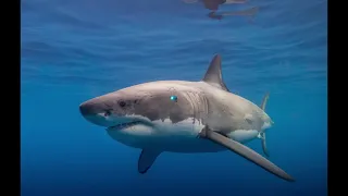 DEPTH MAGAZINE| DIVING WITH| Great White Sharks in Open Water