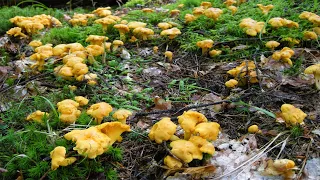 Chanterelle mushroom hunting