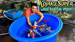 Tanco kojaku lokal yang menawan, siap jadi ikan idaman.