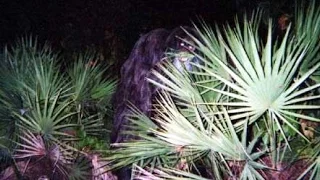 Myakka Skunk Ape Photos